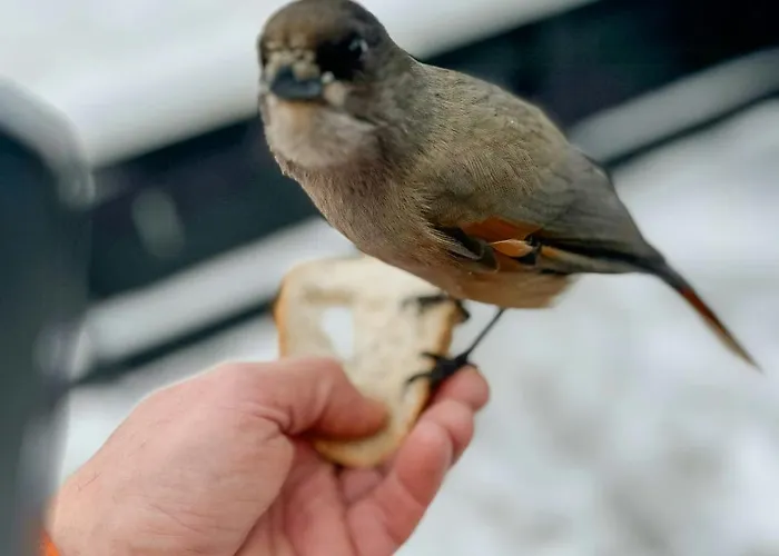 בית נופש With Inout Near Gribbe, Valdres Tisleidalen